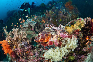 find the scorpionfish (Bangka_Sulawesi) by Mathieu Foulquié 